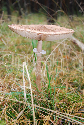 parasol pilz