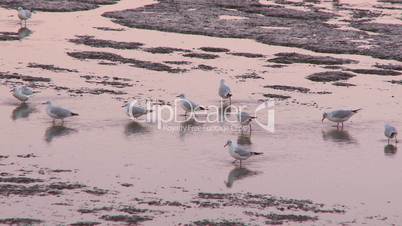 Seagulls feeding in beach sunset