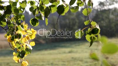 aspen branch at windy autumn sunrise