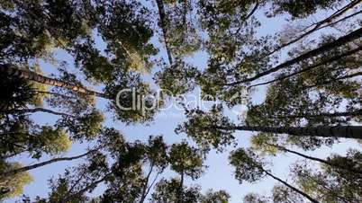View at sky through trees at wide angle