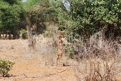 Giraffenantilope