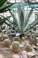 Cactuses in greenhouse