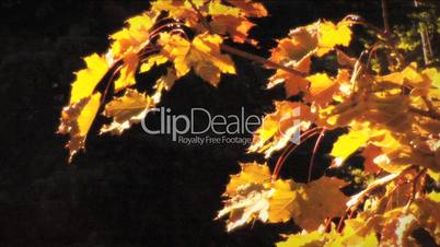 (1124) Autumn Golden Maple Tree Leaves
