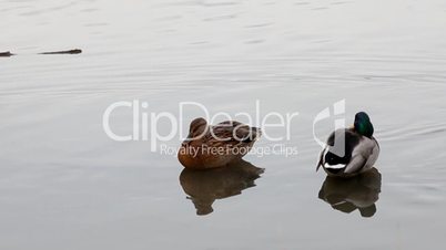 Duck in water with mirror