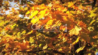 (1123) Autumn Golden Maple Tree Leaves Falling