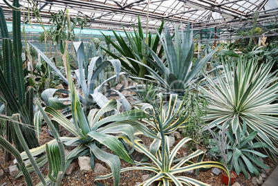 Cactuses in greenhouse
