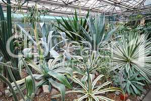 Cactuses in greenhouse