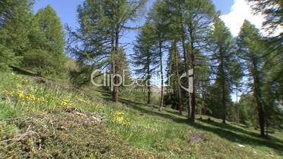 alpine landscape