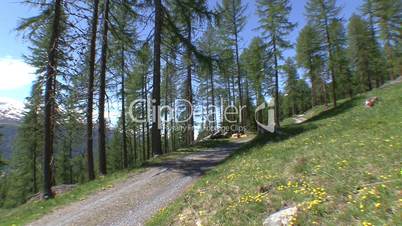 forest panorama