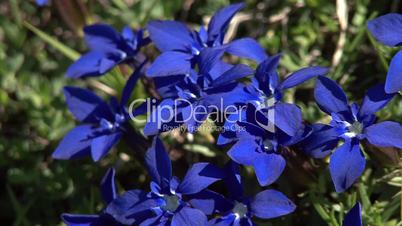 gentian zoom out