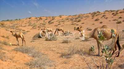 many wild dromedary in desert