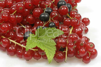 Johannisbeeren