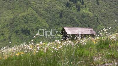 Berghütte und Wildblumenwiese