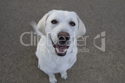 weißer Labrador Hund