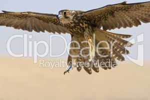 Falcon In Flight