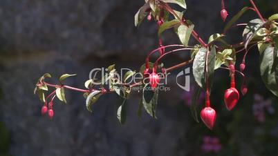 Red fuchsia on branch in garden