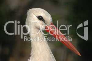 junger storch