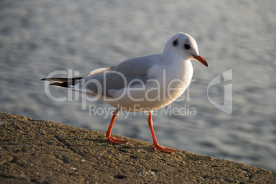 möwe am ufer 2