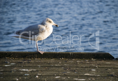 möwe auf steg