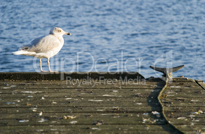 möwe auf steg 2