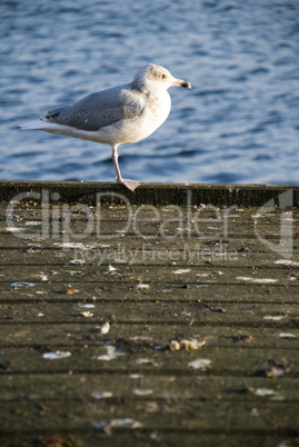 möwe auf steg