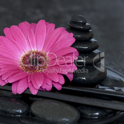 Gerbera pink