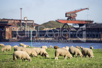 rhein schafe und industrie