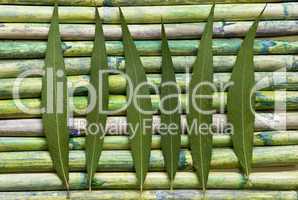 grünes Blatt auf Bambus