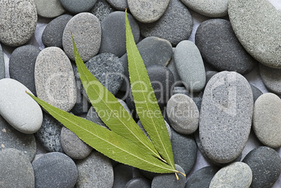 grünes Blatt auf Kiesel