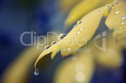 yellow foliage with dewdrops