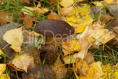 Birkenpilz - birch boletus 03