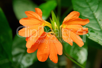 Crossandra 02