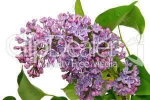 Flieder auf weiss - lilac on white 02