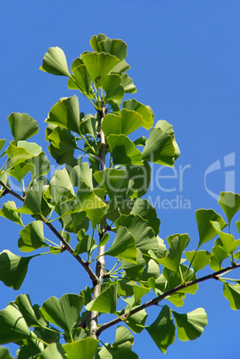 Ginkgo 30