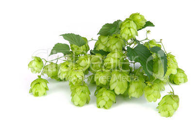 Hopfen - hop 05