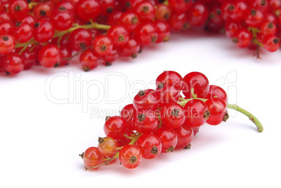 Johannisbeere - currant 15