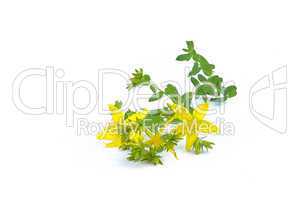 Johanniskraut - St Johns wort 02