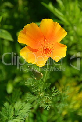 Kalifornischer Mohn - California poppy 14