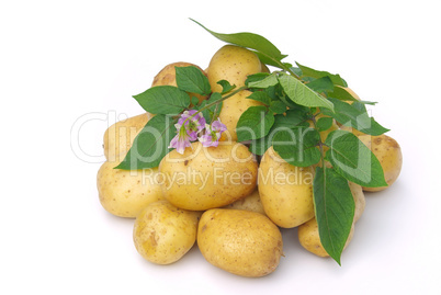 Kartoffel - potato 04