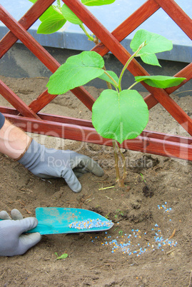 Kiwipflanze pflanzen - planting a kiwi plant 06