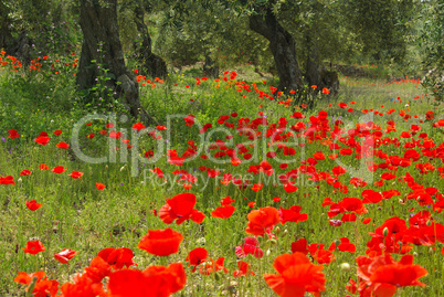 Mohn unter Olivenbaum - poppy and olive tree 14