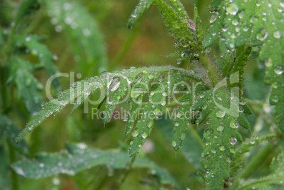 Mohnblätter nass - wet leaves from poppy 03