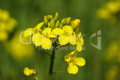 Raps -  Rapeseed 07