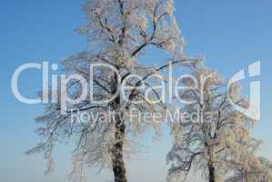 Rauhreif Baum - hoarfrost tree 01