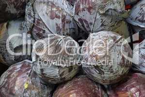 Rotkohl - red cabbage 01