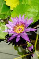 Seerose - water lily 14