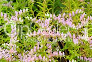 Seestern Blume - seastar flower 03
