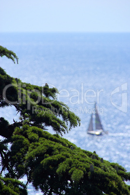 Segelboot mit Zeder - cedar with sailing boat 02