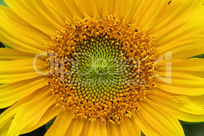 Sonnenblumen - sunflowers 31