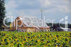 Sonnenblumenfeld und Solaranlage - sunflower field and solar plant 01